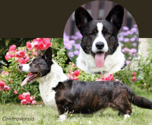 Pies KORDELIUSZ znad Okrzejki