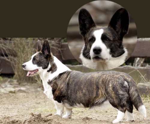 Suka WIELKA WYGRANA Controversia