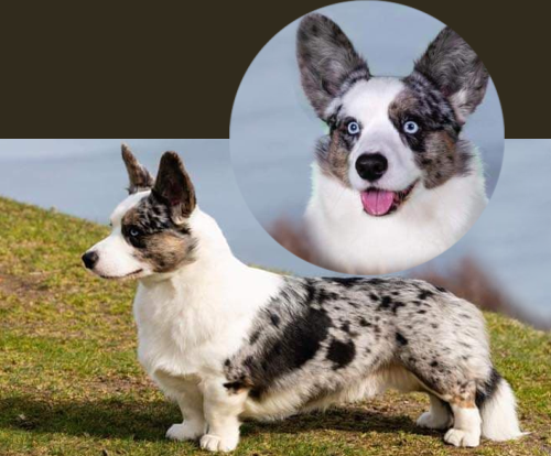 Pies Harregaard's  BLUE BLOBBY