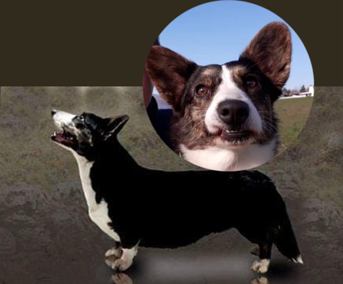 Suka LOVE SHAKE z Jurajskiego Zamku